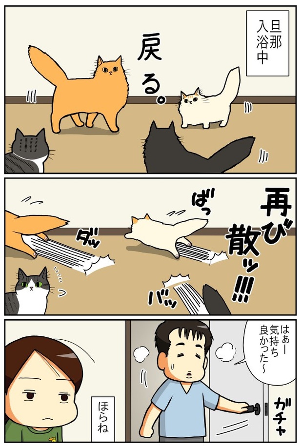 旦那と猫2