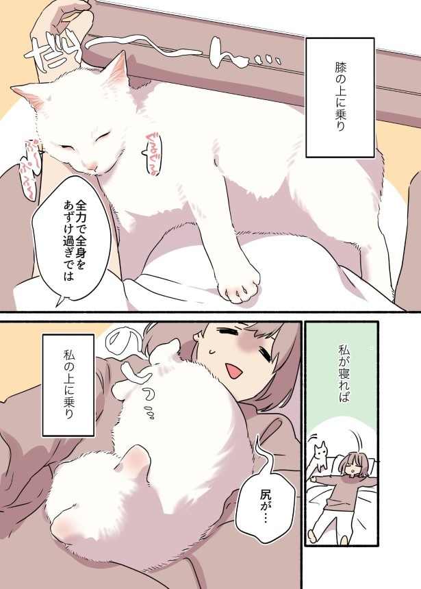 白い猫と暮らしている漫画6話P002