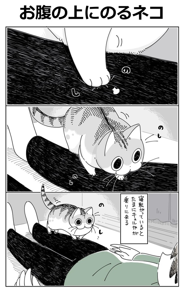 「お腹の上にのるネコ」A