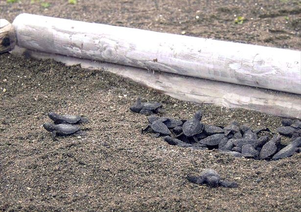 鴨川シーワールドで保護していたアカウミガメの卵がふ化。8月8日早朝に子ガメたちが姿を現した