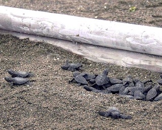 台風にも負けず！鴨川シーワールドで55匹のウミガメ誕生