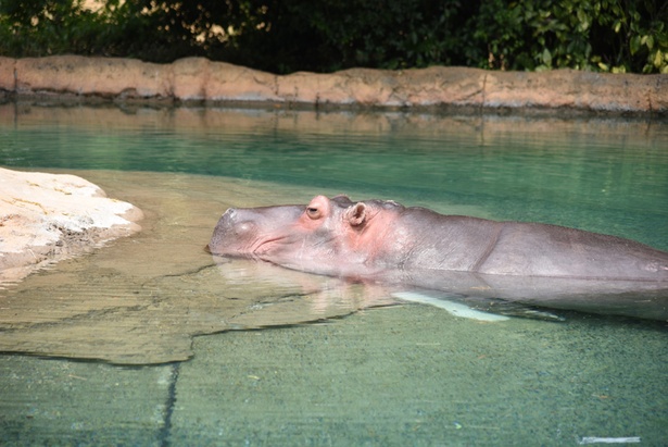 おっとりした様子のカバ。「暑さに気をつけるんですのよ」と言っているように見える