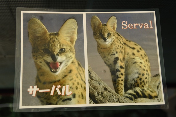 掲示されているサーバルの写真