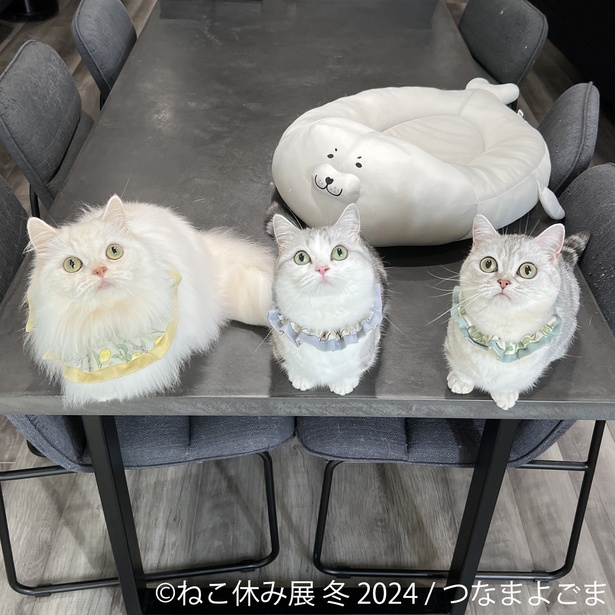 めいこむぎ様 猫 羊毛フェルトストラップ 染まる