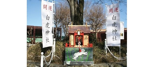 ホワイトタイガーが動物園に来る時に入っていた木箱を使用した｢白虎神社｣が3月14日(日)まで設置される/東武動物公園