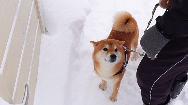 大雪は苦手でもお散歩には早く行きたいはちくん