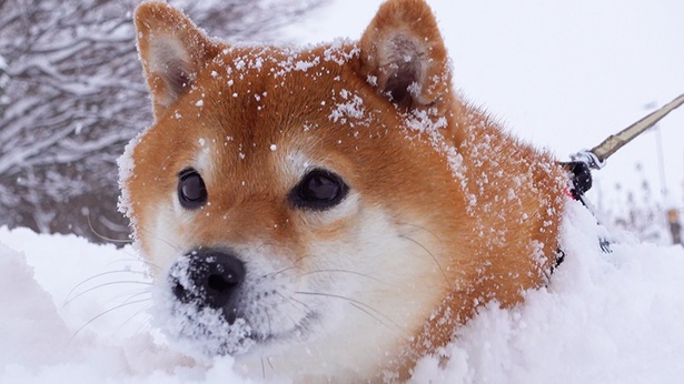 大雪は苦手だけど、お散歩は大好き！