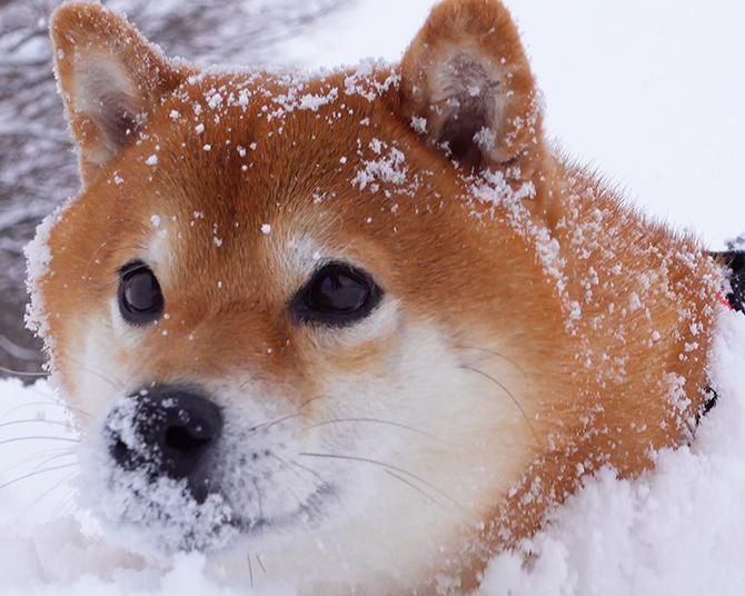 かわいすぎる雪柴！厳しい冬の大雪はちょっと苦手だから絶望…だけど“散歩は別”な柴犬のはちくん