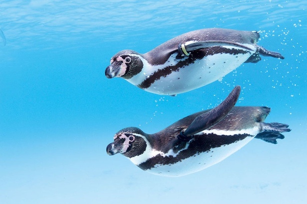 「ペンギンの生態」エリアではペンギンが泳いだり、岩場でくつろいだり、自由に過ごす姿を見ることができる(※現在補修工事中。2024年10月末までを予定)