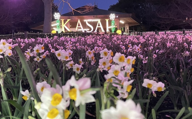 「KASAI」のロゴを背景に撮影できるフォトスポットも登場