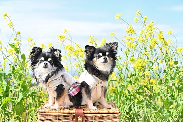 おしゃれなウエアで愛犬とおでかけ！装飾品にお金をかけるのをいとわないという飼い主も多い(※イメージ)