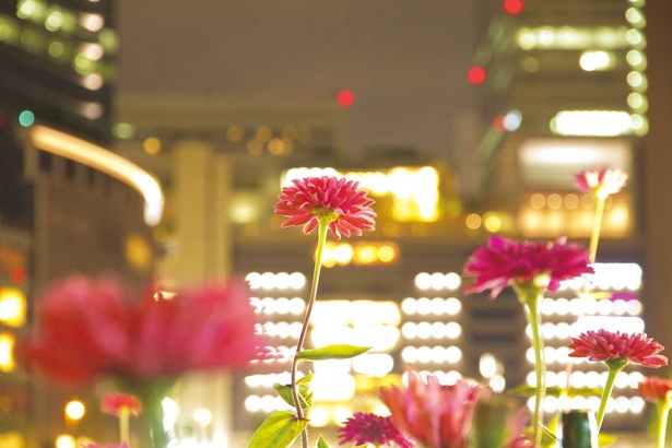 「夜は花が明るく照らされた場所を探し、ダイナミックに花に寄って。手ぶれには要注意」とカメラマンの松井さん