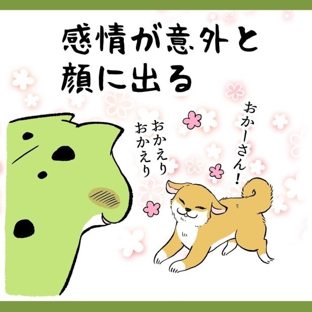 柴犬姉弟が家族になって初めて知ったこと5