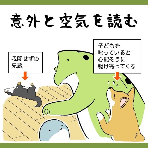 柴犬姉弟が家族になって初めて知ったこと7