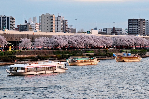 隅田川沿いの桜を船上から眺める贅沢なコース
