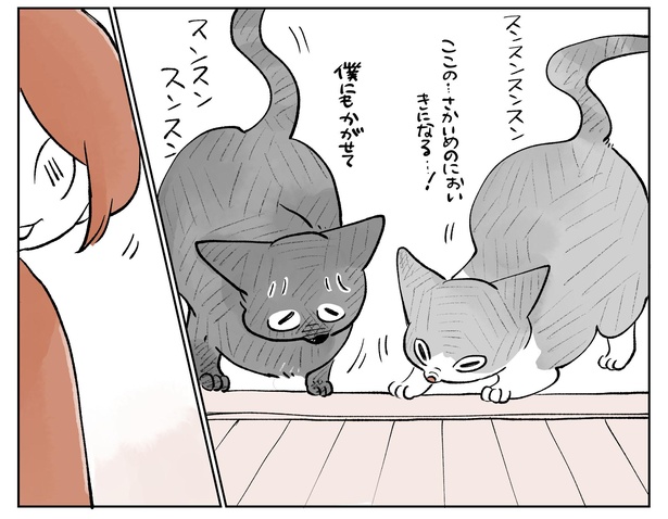 「こねこのドレイ11」14/18