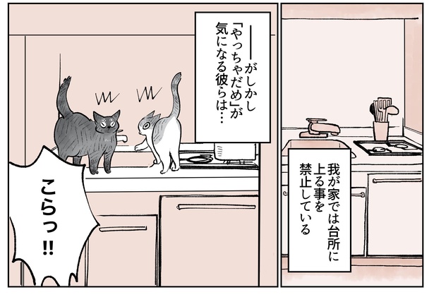 「こねこのドレイ9」6/16