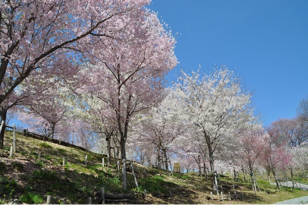 種類豊富な桜が公園内を彩る