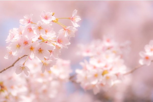 日本で桜といえば「ソメイヨシノ」が最もポピュラーだ