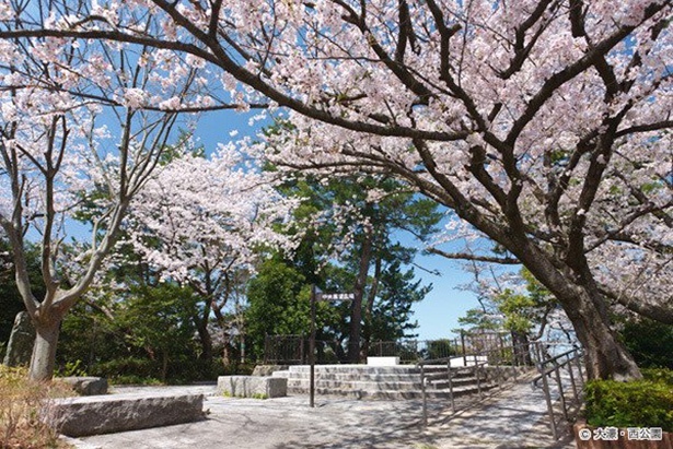 福岡屈指の桜の名所だ