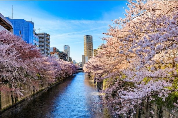 東京・目黒川の桜