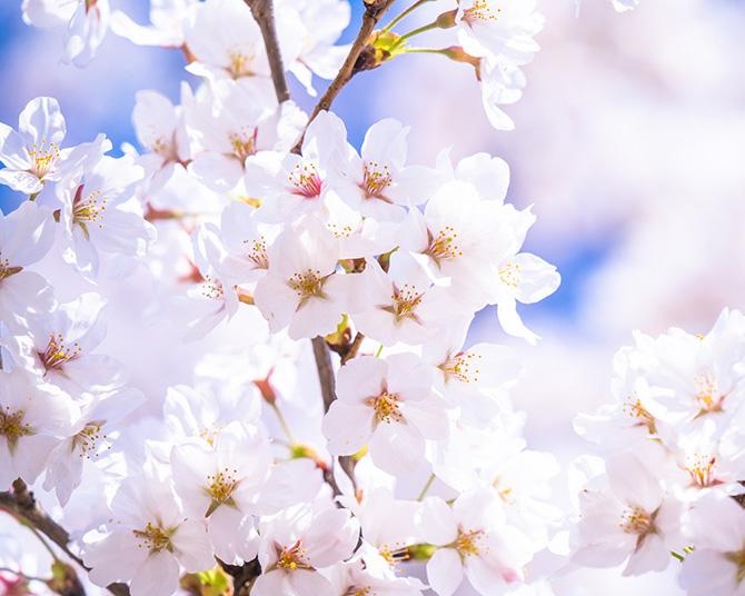 花見といえばソメイヨシノ！北から南まで全国各地で見られる日本の桜の代表格の名所6選