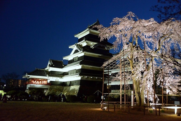 松本城と桜の見事なコラボレーション