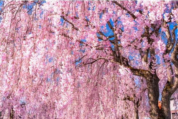 枝が垂れる桜をシダレザクラと呼ぶ