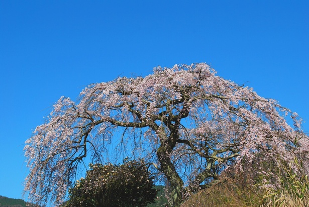 樹高約7メートルで樹齢約100年とされるしだれ桜