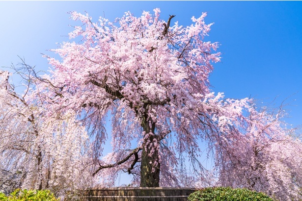 京都府の円山公園を代表する桜「祇園枝垂桜」