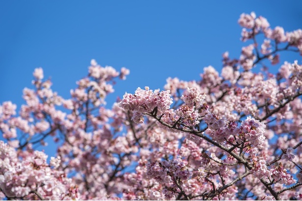 淡紅色の花が特徴的な、日本で最も早咲きの桜だ