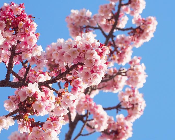 あたみ桜は1月〜3月が見頃の日本で最も早咲きの桜。ひと足先に熱海に春を探しに行こう