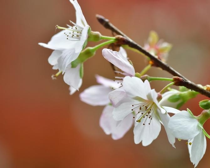 春と秋、1年に二度咲くフユザクラ、春は4月頃が見頃。フユザクラの名所4選