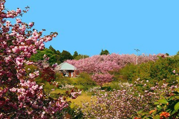 日本さくら名所100選にも選ばれた八重桜の名所　静峰ふるさと公園の桜