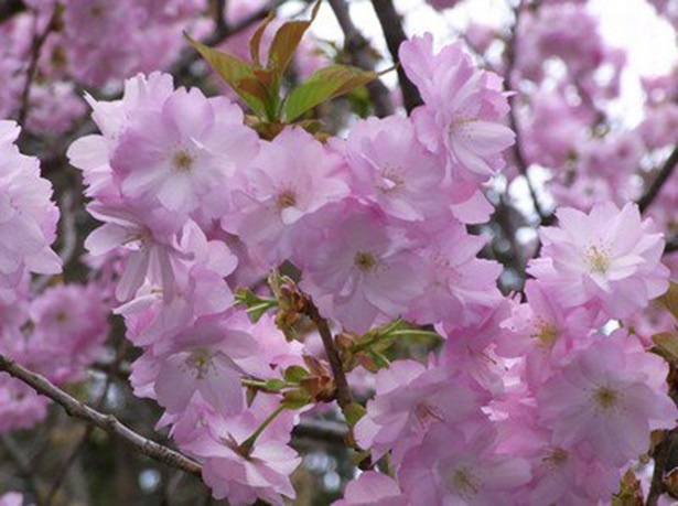 ソメイヨシノや八重桜、約1000本もの桜が咲く　弥彦公園の桜