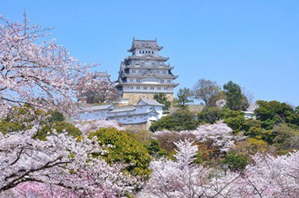 世界文化遺産・国宝姫路城と桜が楽しめる　姫路城の桜