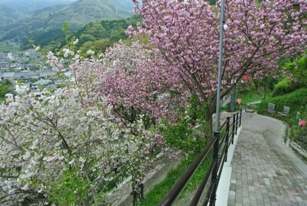 高台の小道脇に2色の桜が咲き乱れる　祇園公園の桜