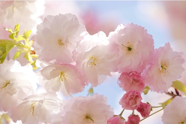 花びらが増えて重なって咲くように見える八重咲きの桜