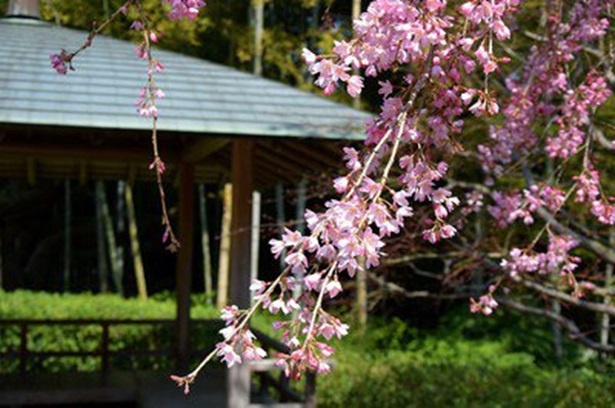 戸定が丘歴史公園の桜