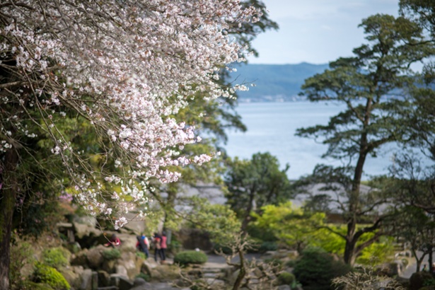 錦江湾と桜島を望む美しい庭園で桜も楽しめる