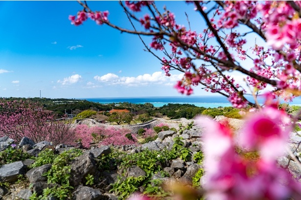 沖縄で多く見られる早咲きのカンヒザクラ