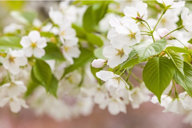 白く大輪の一重咲きで、ヤマザクラやソメイヨシノと比較しても葉や花が大きいのが特徴