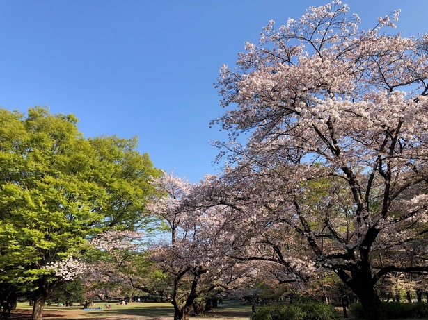 広大な敷地に咲き誇る桜は見事