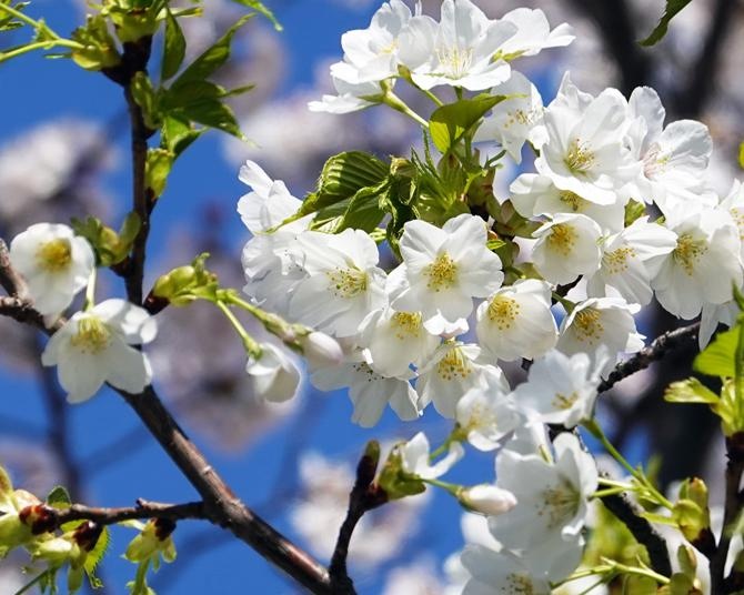 花や葉の香りを楽しめる！桜餅を包む葉としても有名な「オオシマザクラ」が見られる花見スポット5選