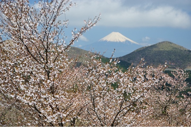 富士山周辺や箱根で多く見られることから、フジザクラやハコネザクラとも呼ばれている
