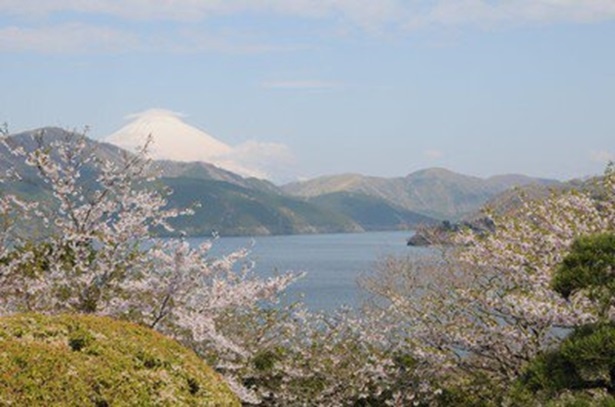 恩賜箱根公園の桜 - 神奈川県／富士山を眺望しながら花見を楽しむことができる