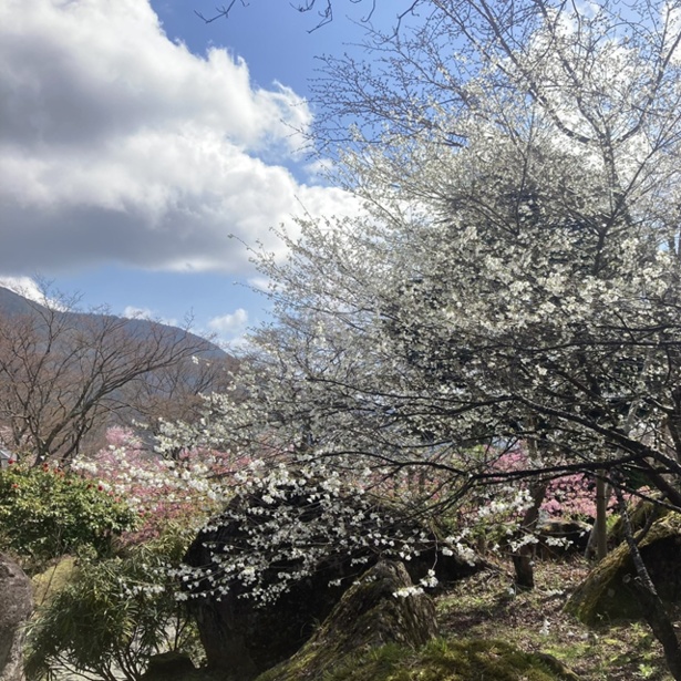 箱根強羅公園の桜 - 神奈川県／常緑樹の中で桜のピンク色が映える