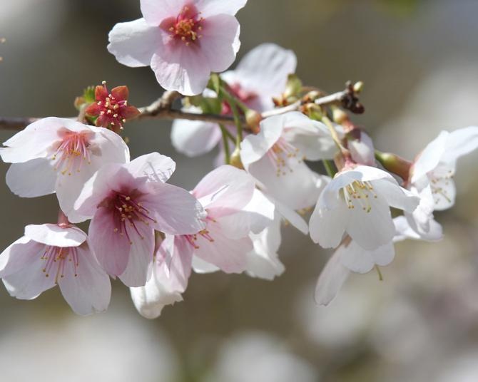 小さくて可憐な山梨の県花「マメザクラ」を見に行こう！富士山周辺を中心に鑑賞スポットをご紹介