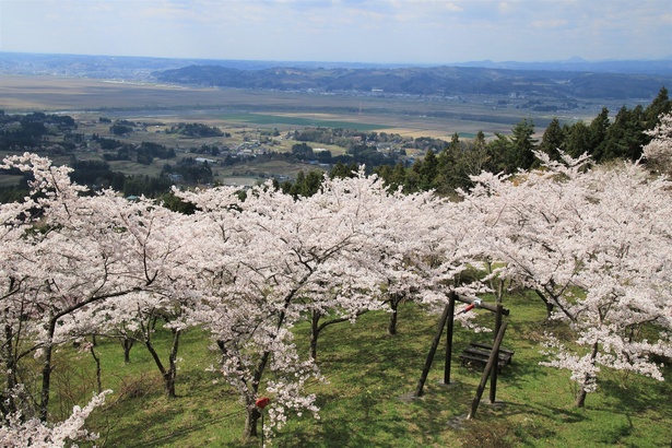 西行桜の森 - 岩手県／桜の満開時には、桜のトンネルの散策路が続く