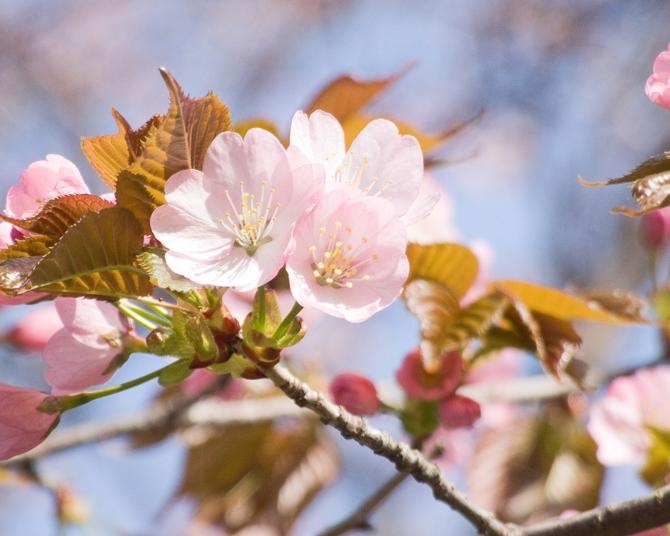 北海道など主に寒い地域で見ることができる「オオヤマ サクラ(大山桜)」スポット6選